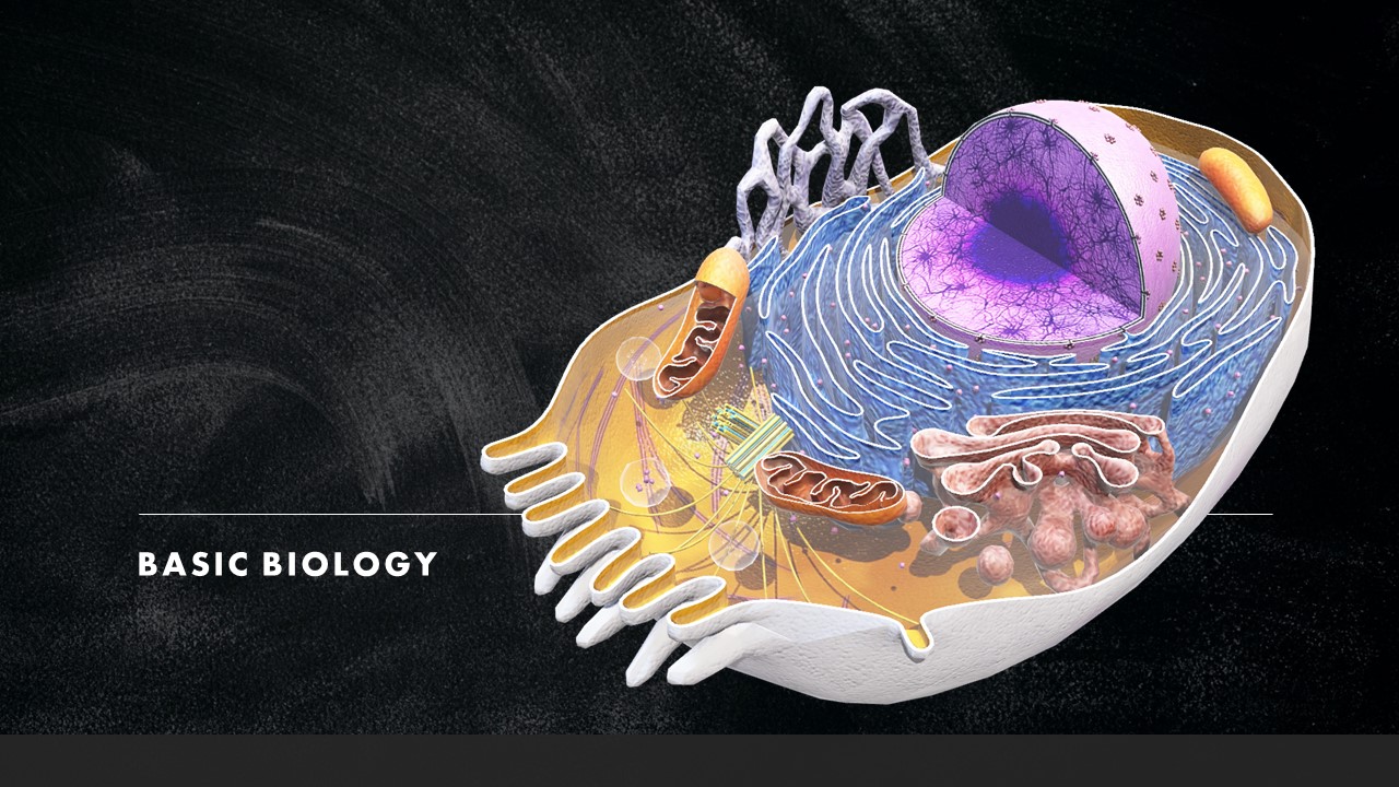 STD X – BASIC BIOLOGY – NEWTON