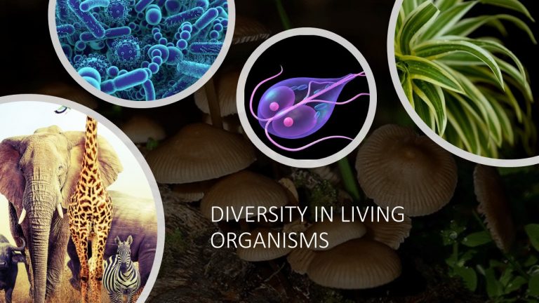 STD IX – DIVERSITY IN LIVING ORGANISMS – ARCHIMEDES