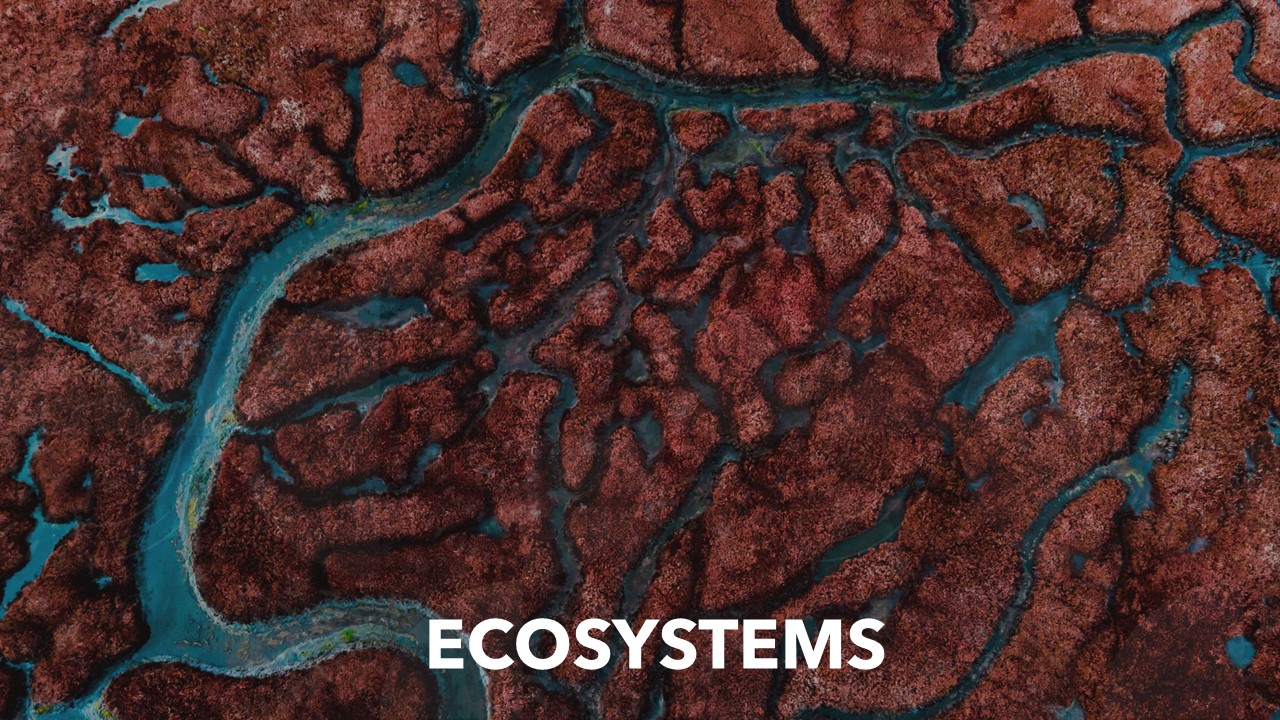 STD VIII – ECOSYSTEMS (Online)