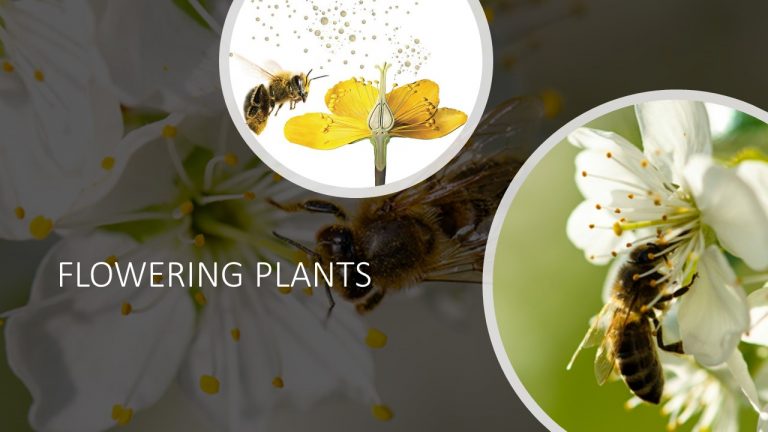 STD IX – FLOWERING PLANTS – ARCHIMEDES