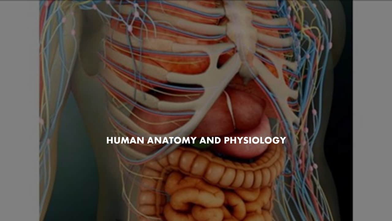 STD X – HUMAN ANATOMY AND PHYSIOLOGY – EINSTEIN