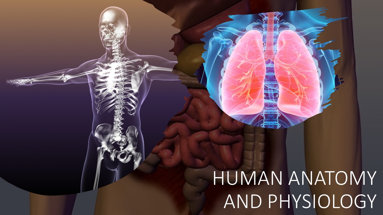 STD IX – HUMAN ANATOMY AND PHYSIOLOGY (Online)