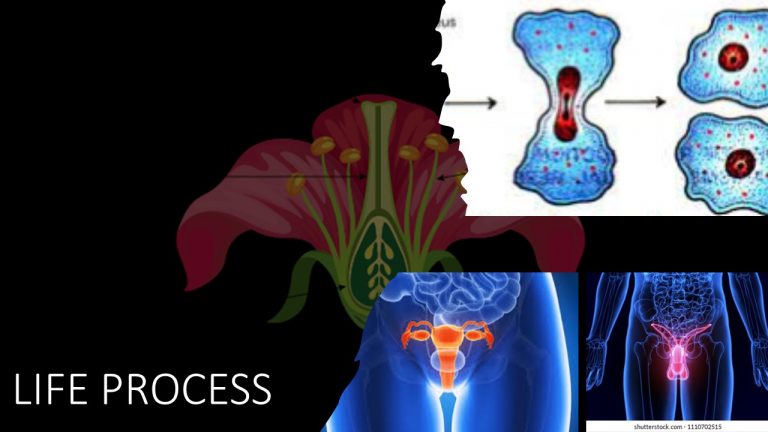 STD VIII – LIFE PROCESS – REPRODUCTION IN PLANTS AND ANIMALS (Hybrid)