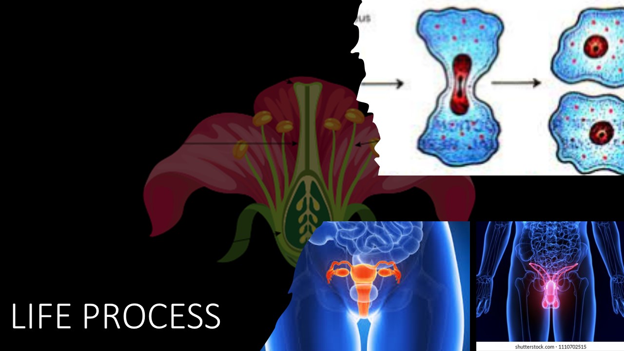 STD VIII – LIFE PROCESS – REPRODUCTION IN PLANTS AND ANIMALS (Online)