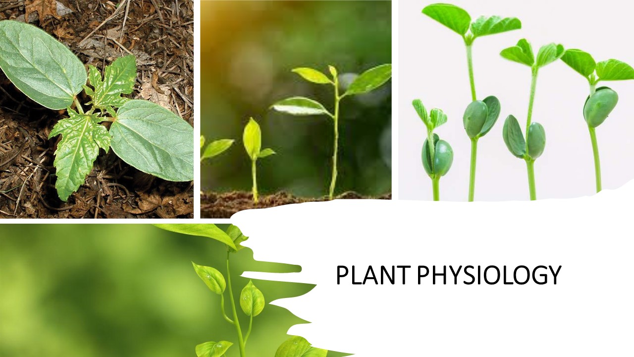 STD IX – PLANT PHYSIOLOGY – ARCHIMEDES