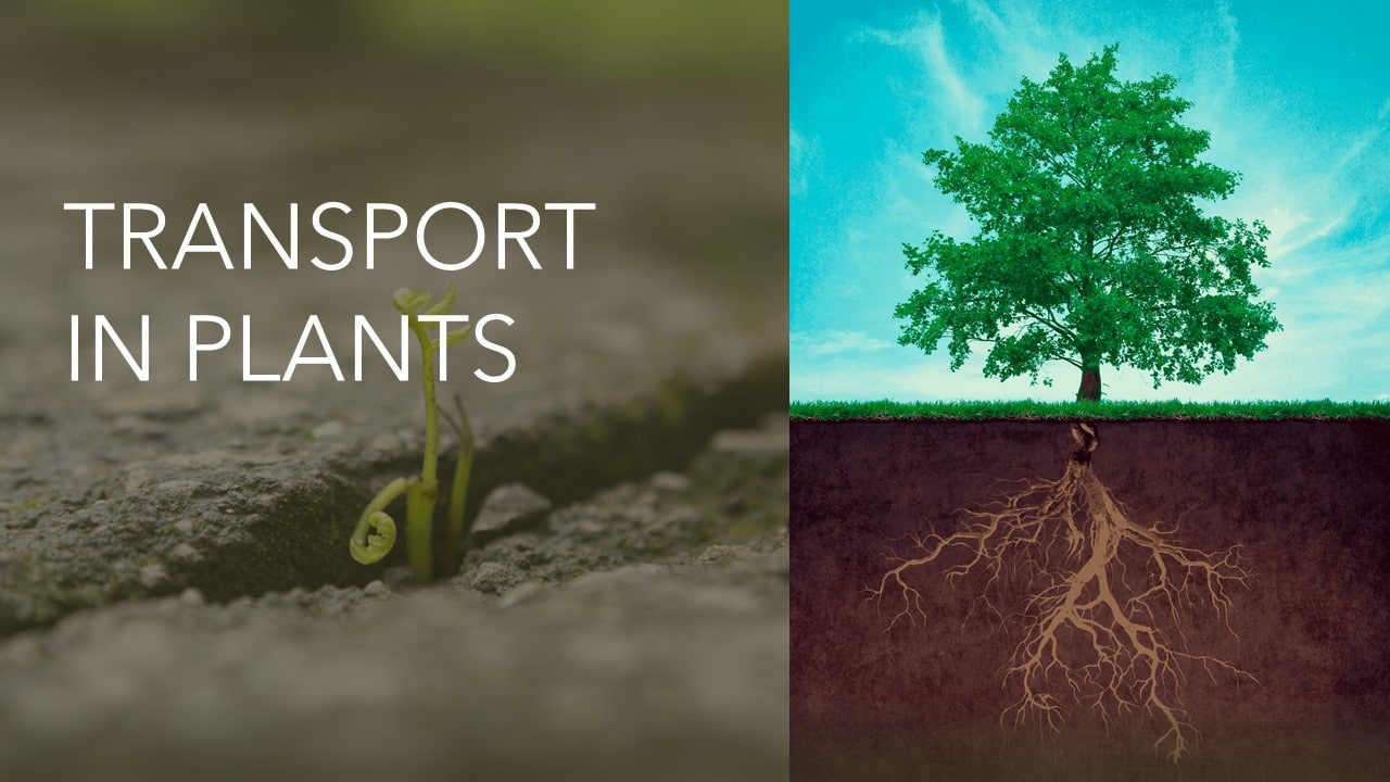 STD VIII – TRANSPORT OF FOOD AND MINERALS IN PLANTS (Online)